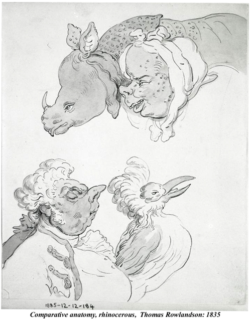 Comparative anatomy Rhinocerous Thomas Rowlandson